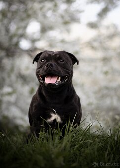 Stafordšírský bulteriér - Krycí pes - 2