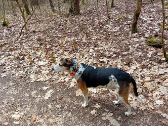 Český strakatý pes - 2