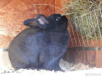 Prodám křížence králíků - 2