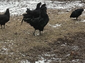 Ayam Cemani - 2