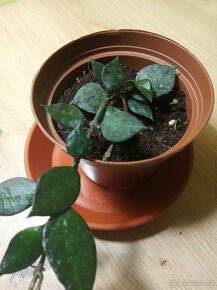 Hoya krohniana 'Black Leaves - 2