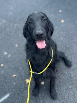 Flat coated retriever - 2