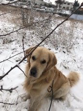 Možnost krytí. Zlatý retriever. - 2