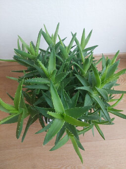 Aloe vera - 2