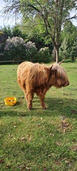 Prodám býčka E100 highland - 2