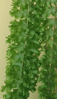 Nephrolepis exaltata 'Rooseveltii' - 2