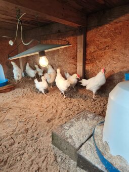 Leghorn americký- kohout - 2