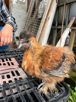 Kohoutci hedvábných - 2