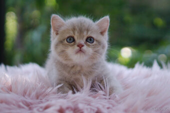 Britská koťátka  v exkluzivních barvách - 2