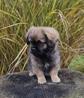 Tibetský španěl s průkazem původu - 2