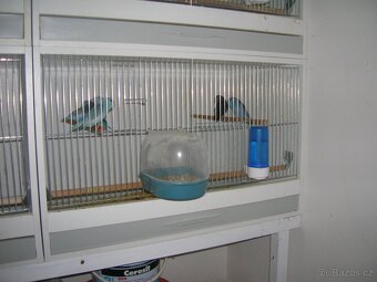 pap - 2