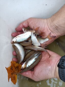 Nástražní rybičky - 2