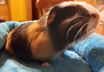 Nabízím morčata samičky - 2