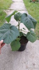 Paulownia oxytree- kyslíkový strom - 2