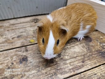 Daruji morčátka - 2