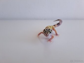 gekončík noční - 2