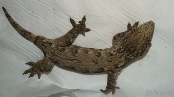 Rhacodactylus Leachianus 1.0 37g - 2