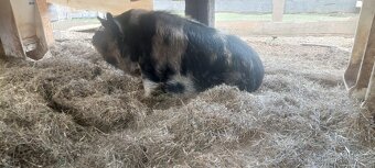 Prasata Kune kune - 2