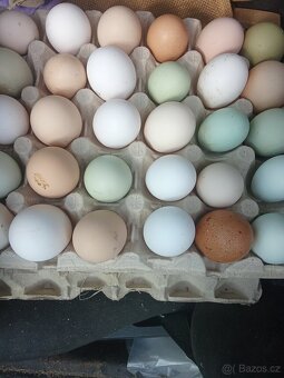 Vejce do líhně - 2