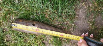 Štípací kužel (trn) - 2