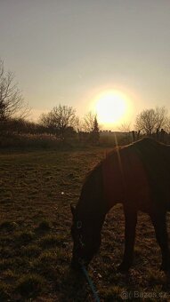 PONY VALACH - 2