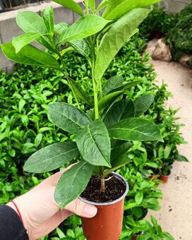 Thuje Thuja Smaragd - rozvoz po celé ČR - 2