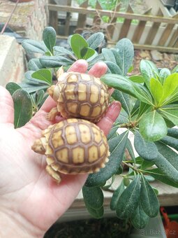 Želva ostruhatá, Geochelone Sulcata mláďata - 2