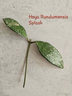 pokojová rostlina - Hoya voskovka různé - 2