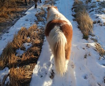 Mini pony - 2