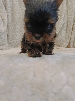 MIKRO YORK Yorkshire Terrier XXXS Neuvěřitelný WIDEO - 2