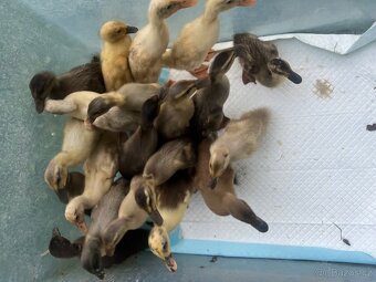 Indický běžec - kachňata🦆🦆🦆 - 2