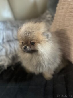 Pomeranian - 2