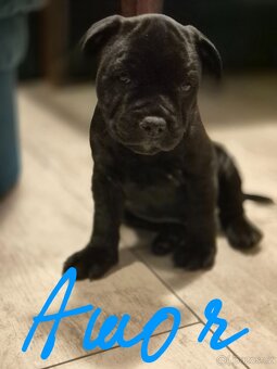 Stafordšírský bulterier s PP - 2