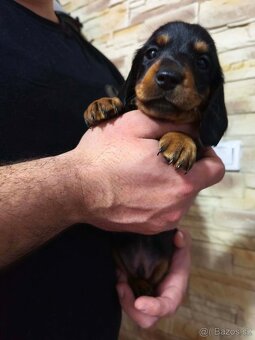 Jezevčík hladkosrstý trpasličí - 2