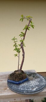 Bonsai trnka - 2
