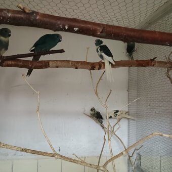 Kakariki - 2