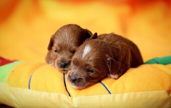 Maltipoo štěňátka - 2