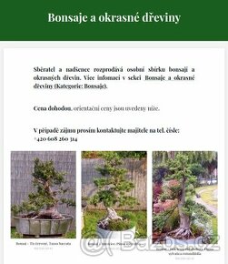 Bonsaje a okrasné dřeviny - 2