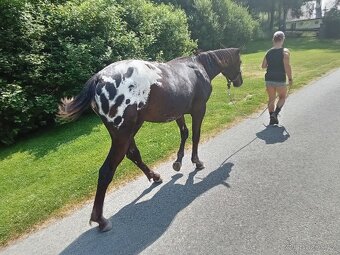 Roční appaloosa klisna - 2