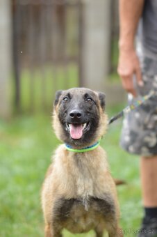 Dixie - x BO Malinois, aktivní štěně, cca 1 rok - 2