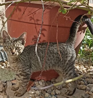 Po mamince kanadský sphynx, tatínek Evropan nabízíme kocourk - 2