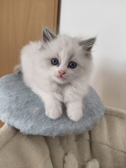 Ragdoll bez PP - 2