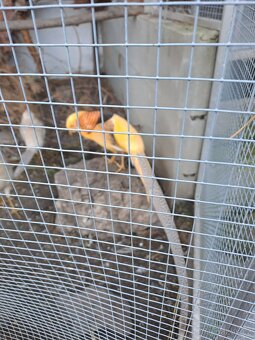 Bažant zlatožluty - 2