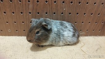 Morčata - morče hladké. - 2