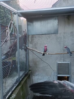 Kakadu růžový - 2