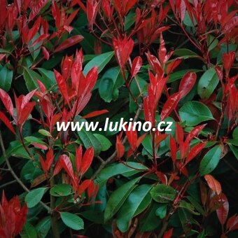 3x Blýskavka Fraserova 'Red Robin' 50-60cm v kontejnerů - 2