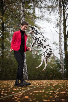 Dalmatin štěně s PP - 2