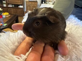 Morče - samec - čokoláda s pálením - 2