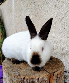 Prodám kalifornské králíky - 2