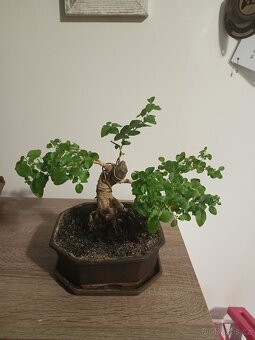 Bonsai Ligustrum chinensis - ptačí zob - 2